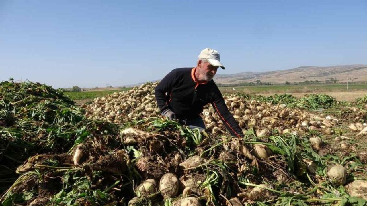 Bilinçsiz sulama yapan çiftçi pancarını eliyle toplamak zorunda kaldı