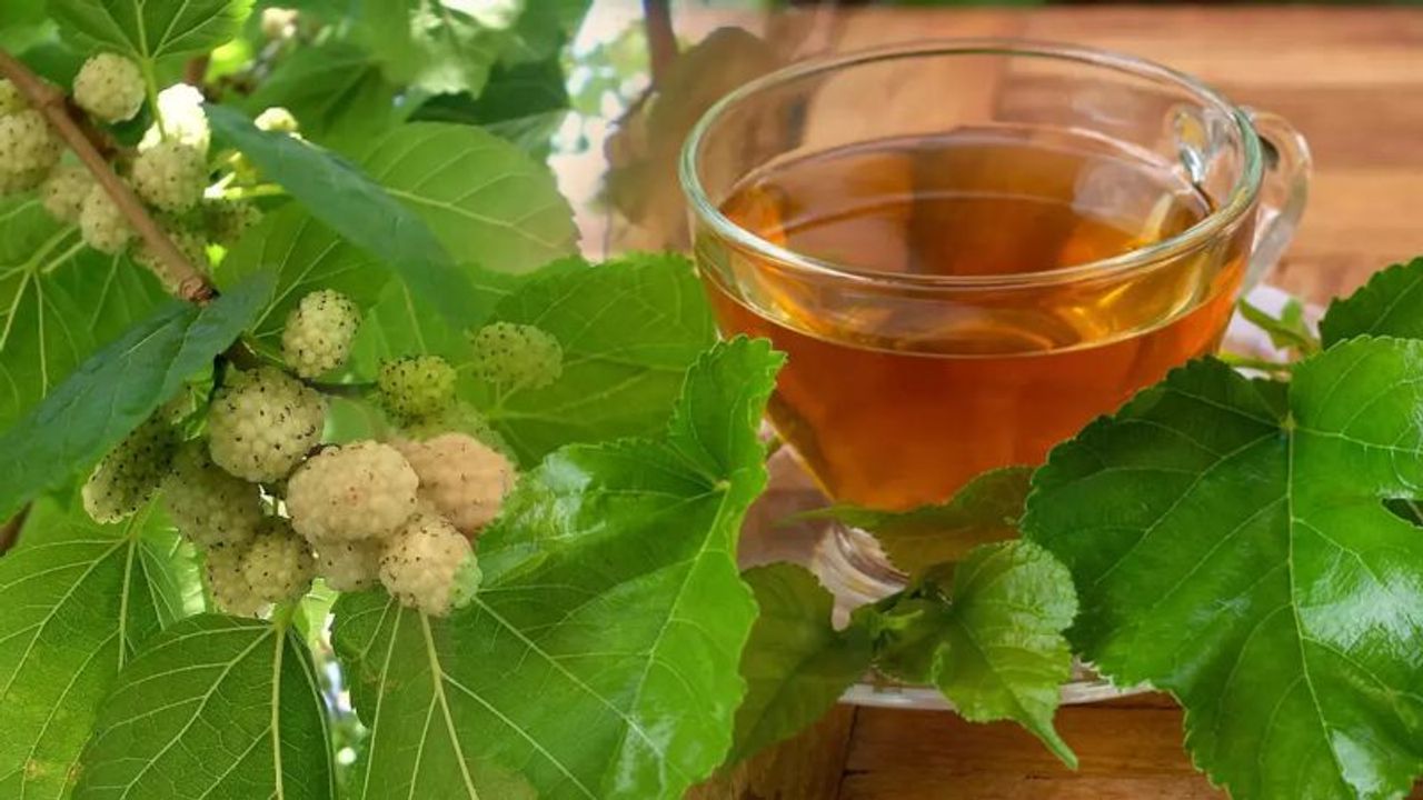 Dut Yaprağı Çayının Faydaları: Sağlığınıza Doğal Destek!