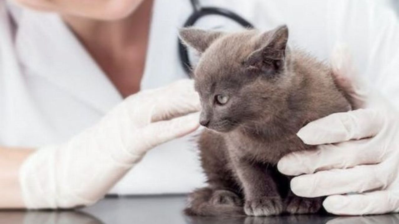 İşte 2024 yılı kedi-köpek muayene, kısırlaştırma ve aşı ücretleri…