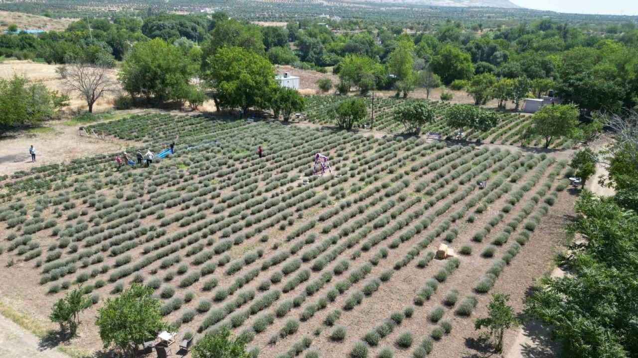 Kilis’te alternatif ürün olarak üretimine başlanan lavantanın hasadı başladı