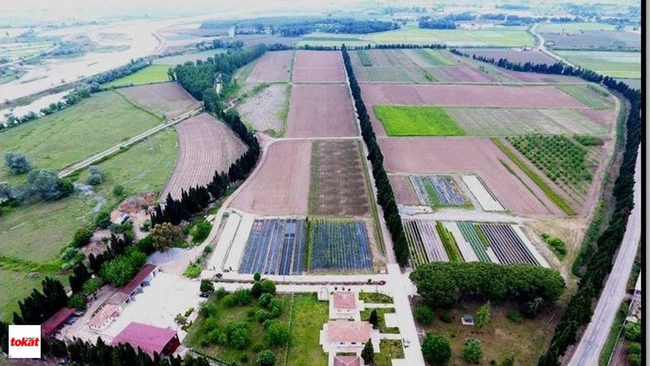 Samsun, Tokat, Amasya ve Çorum'la birlikte yetiştiriyor