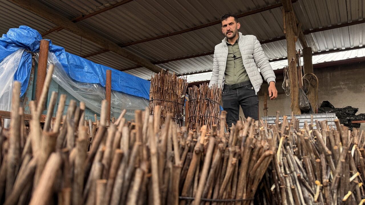 Dededen Toruna: Tokat'ın Narenciye Üzümü