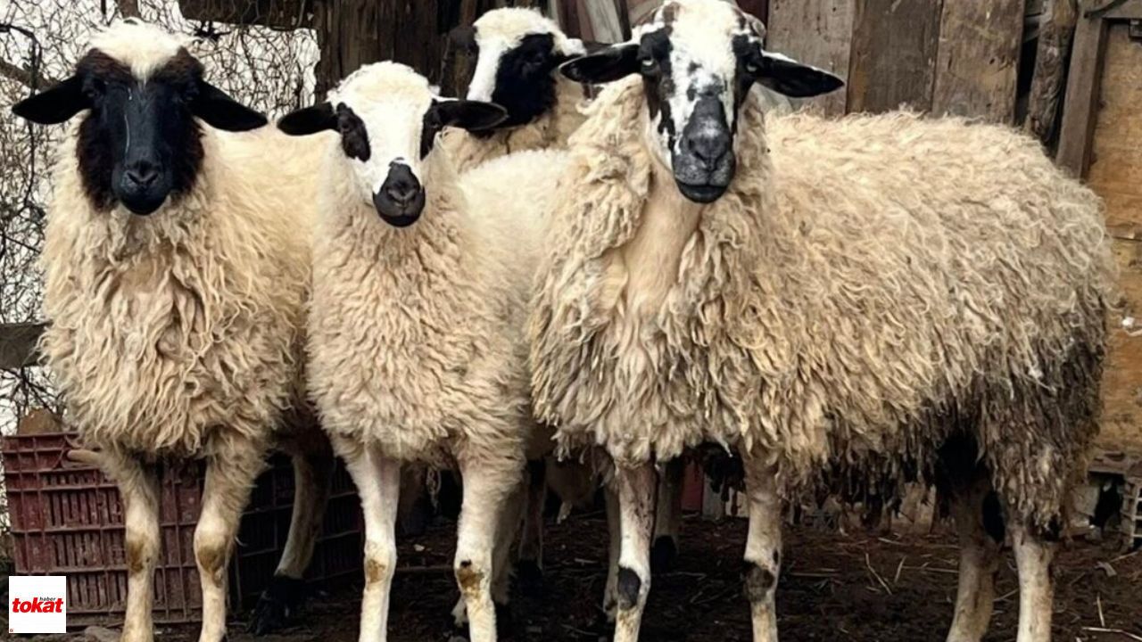 Kurban Bayramı öncesi kurallar netleşti: O hatanın faturası 839 bin lira olacak