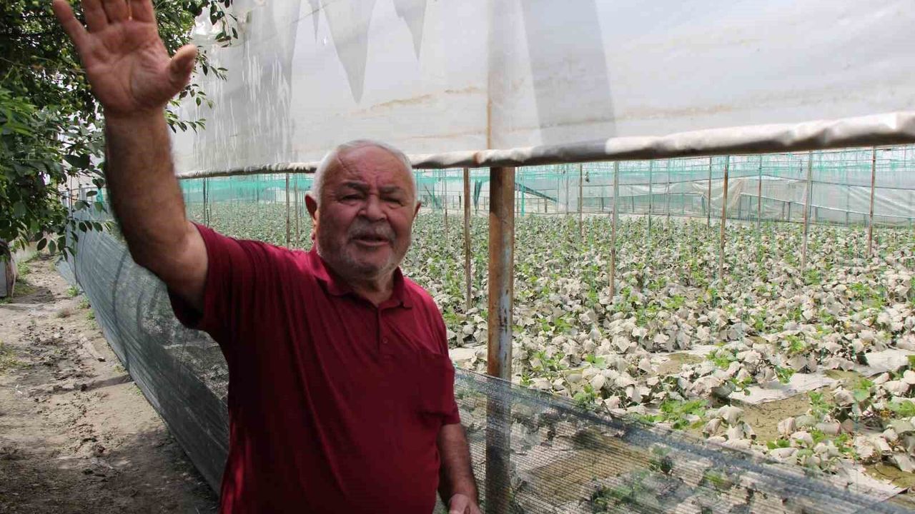 Yeşiırmak taştı, diktiği binlerce kök fidesi zarar gördü
