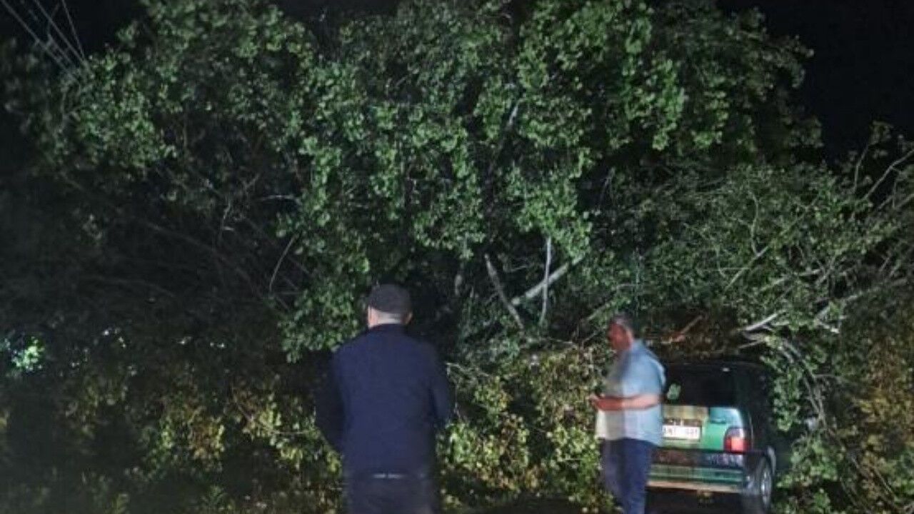 Şiddetli Fırtınaya Ağaçlar Dayanamadı