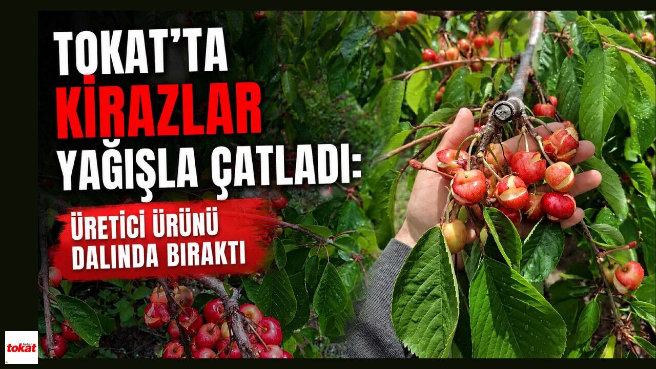 Tokat'ta kirazlar yağışla çatladı: Üretici ürünü dalında bıraktı