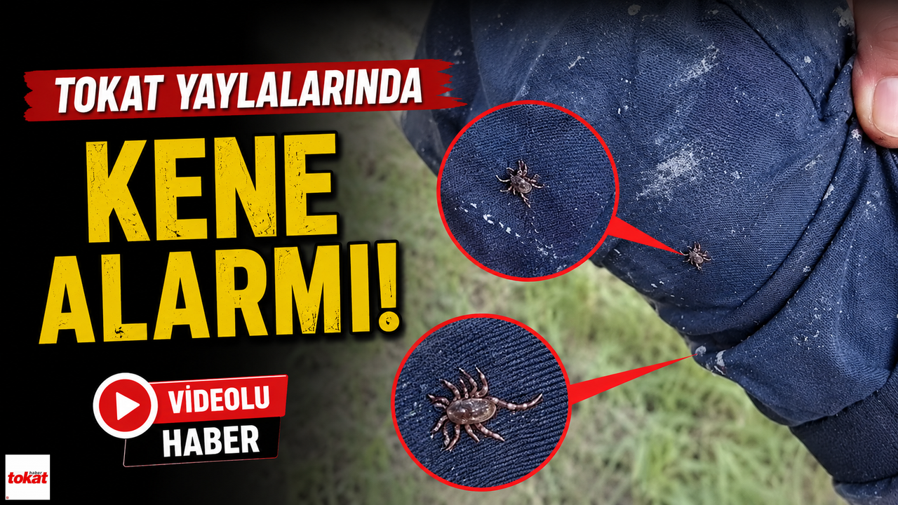 Havalar ısındı, keneler ortaya çıktı: Tokat yaylalarında dik
