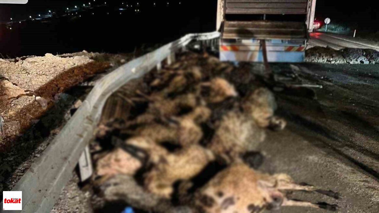 Koyun yüklü tır devrildi: 60 hayvan telef oldu