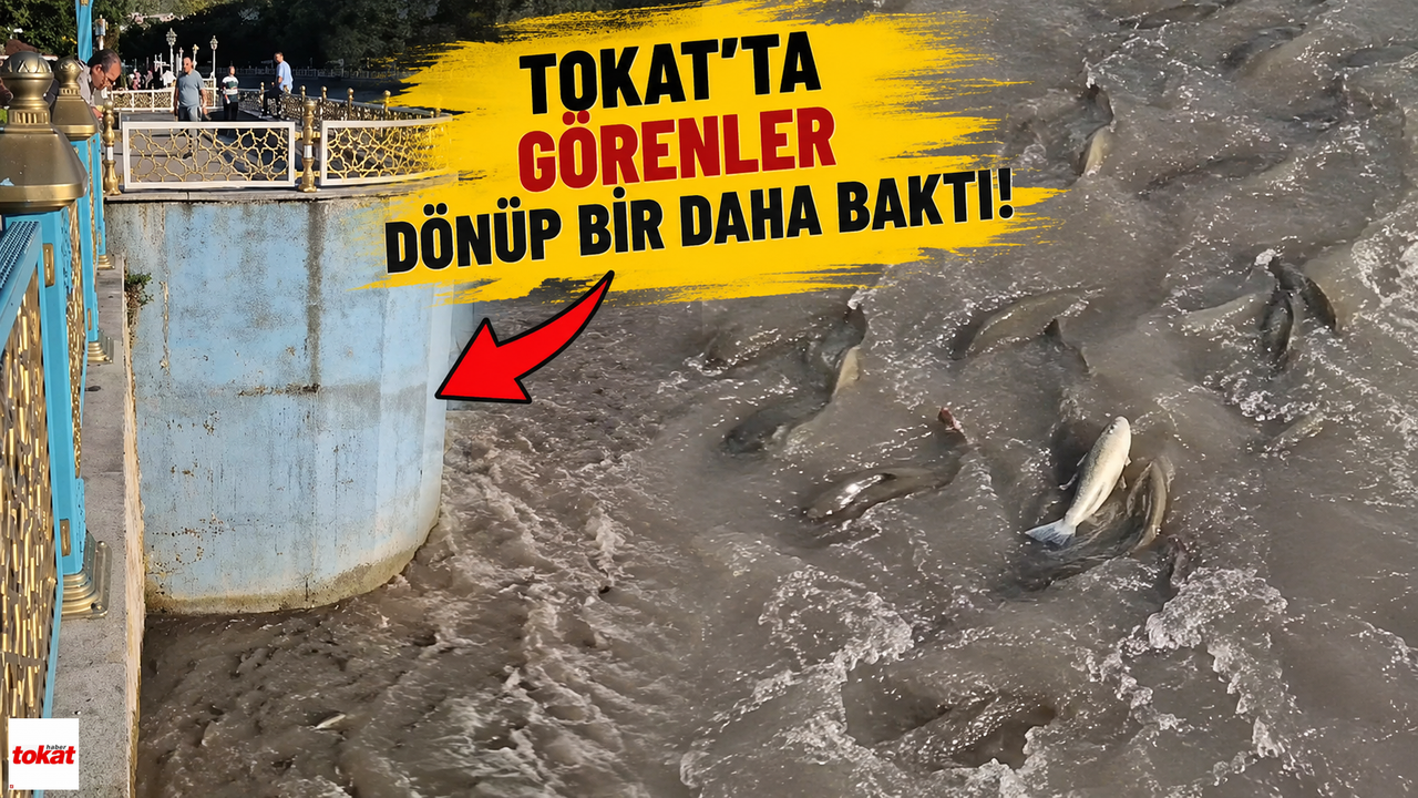 Tokat Balıklıgöl'ü aratmadı: Yeşilırmak'ta gören dönüp bir d