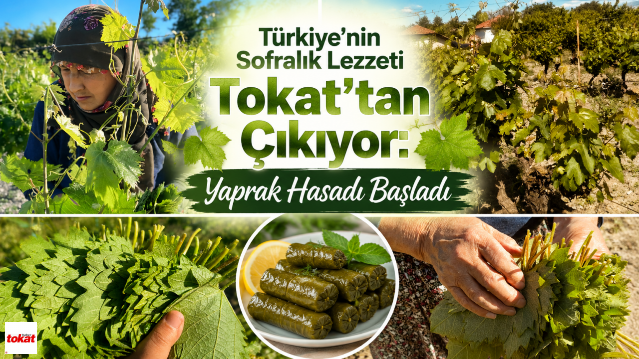 Türkiye’nin Sofralık Lezzeti Tokat’tan Çıkıyor: Ya