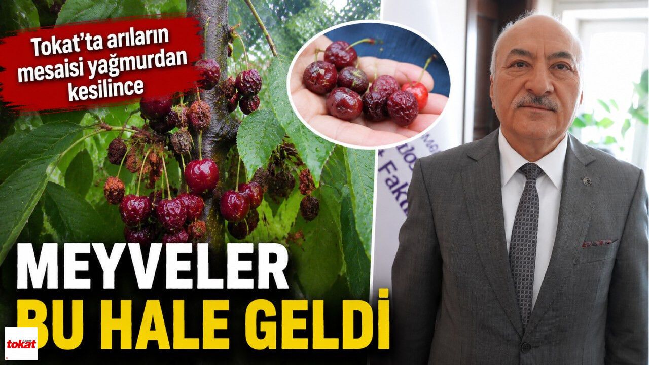 Tokat'ta arıların mesaisi yağmurdan kesilince meyv