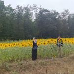 Niksar-Tokat Karayolundaki Ayçiçeği Tarlası Doğal Fotoğraf Stüdyosuna Dönüştü
