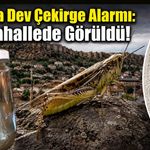 Tokat'ta Dev Çekirge Alarmı: 2 Mahallede Görüldü!