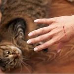 Kedi ve köpek ısırığını da tırmalamasını da hafife almayın