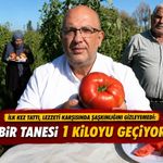 İlk kez tattı, lezzeti karşısında şaşkınlığını gizleyemedi: Bir tanesi 1 kiloyu geçiyor
