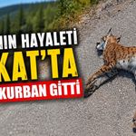 Ormanın Hayaleti Tokat'ta Yola Kurban Gitti