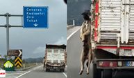 Yürek Sızlatan Görüntü: Kamyonet Kasasında Asılı Köpekle İlerledi