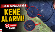 Havalar ısındı, keneler ortaya çıktı: Tokat yaylalarında dikkat çeken görüntüler