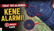 Havalar ısındı, keneler ortaya çıktı: Tokat yaylalarında dikkat çeken görüntüler