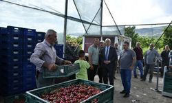 Tokat'ta kiraz üretimi çiftçinin yüzünü güldürecek