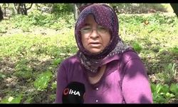 Çilek üreticisi şokta...Geçen yıl 18 liraydı, bu yıl 5 lira