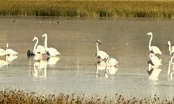 Çorum'da yaklaşık 40 flamingo gözlendi