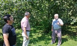 Salıpazarı ilçesinde örnek fındık bahçeleri ziyaret edildi