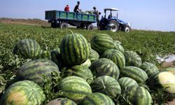 Karpuzun ateşi düşmüyor, etiketi görenler almaktan vazgeçiyor