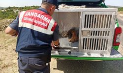 Kırsalda bulunan köpek ve yavruları korumaya alındı