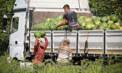 Bafra Ovası'nda karpuzda 100 bin ton rekolte bekleniyor