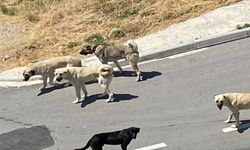 Çorumlular Başıboş Köpeklerden Şikayetçi