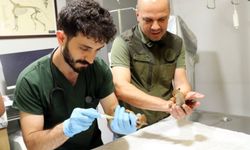 Ordu'da bitkin halde bulunan 2 sincap yavrusu koruma altına alındı