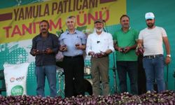 Yamula Patlıcanı Festivali 10 binleri ağırladı