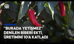 Jalapeno, obiber burda yetişmez dediler, 10 kat verim aldı