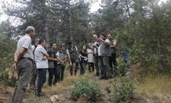 Göynük'te yanan ormanlık alanların ağaçlandırılması için çalışma yürütülüyor