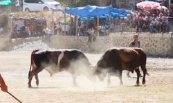 Artvin'de "Sarıgöl Vadisi Muhtarları Boğa Güreşleri Festivali" sona erdi