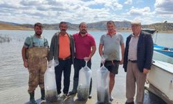 Çekerek Barajı'na 700 bin yavru sazan bırakıldı