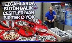 Balıkçı tezgâhları hamsi ile bereketlendi, palamut kayıplarda