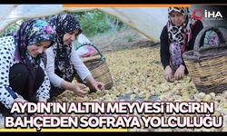 Aydın’ın altın meyvesi incirin bahçeden sofraya yolculuğu