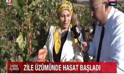 Zile'de Geleneksel Bağ Bozumu Başladı