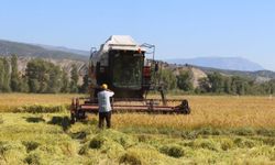 Türkiye'nin ilk çeltik fabrikasının kurulduğu Tosya'da hasat başladı