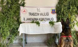 Trabzon'daki uyuşturucu operasyonunda 1 şüpheli gözaltına alındı