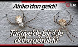 Sivas ve Tokat'ta görülmüştü...Diğer illerde de ortaya çıkmaya başladı