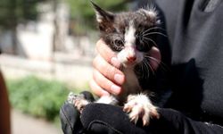 Düzce'de otomobilin motor kısmına giren kedi yavrusu itfaiye ekiplerince çıkarıldı