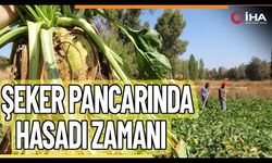 Yozgat’ta şeker pancarı hasadı başladı