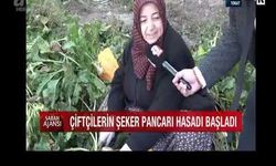 Tokat'ta şeker pancarı hasadı başladı