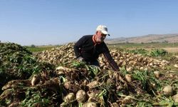 Bilinçsiz sulama yapan çiftçi pancarını eliyle toplamak zorunda kaldı