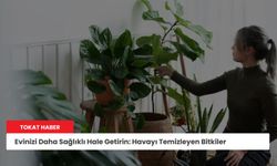 Evinizi Daha Sağlıklı Hale Getirin: Havayı Temizleyen Bitkiler