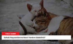 Sokak Hayvanlarına Nasıl Yardım Edebiliriz?
