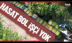 Çukurova'da Yevmiye 447 TL, İşçi yok!